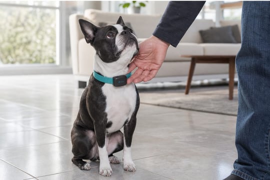 Boston Terrier sitting indoors wearing a teal collar with a small training receiver.