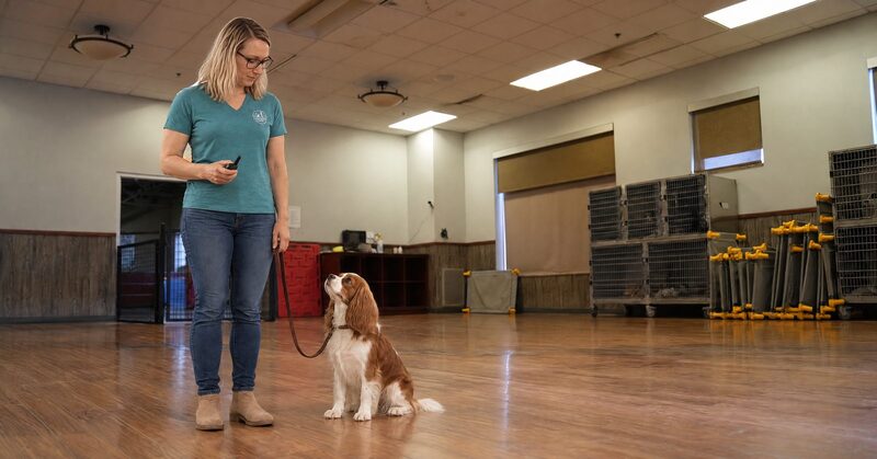 Emma holding an e-collar remote beside a calm Cavalier King Charles Spaniel in a Scottsdale classroom