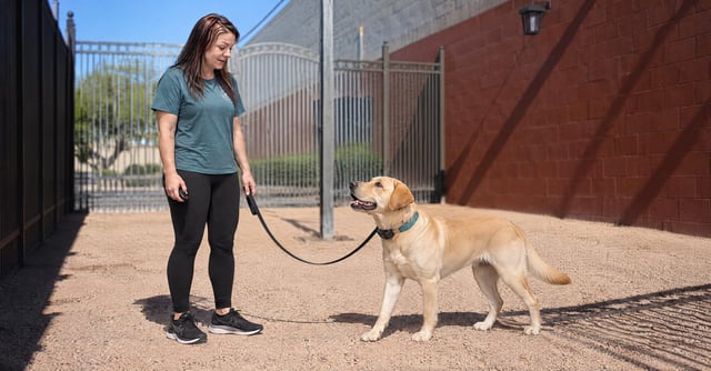 Kaiden conditioning a Labrador Retriever with a low-level e-collar redirect cue in Scottsdale, no triggers present