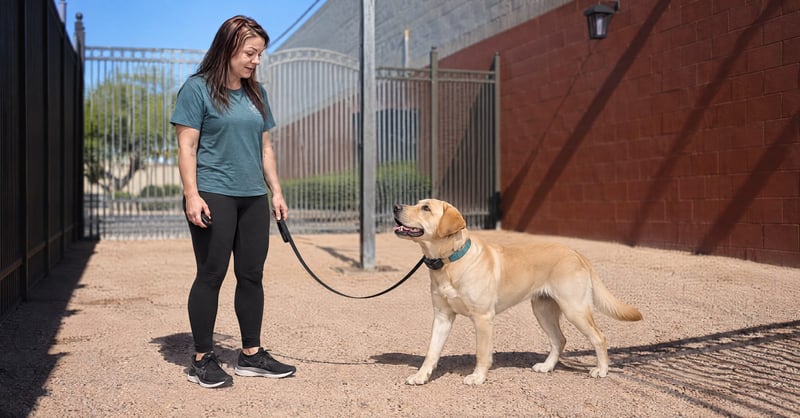 Kaiden conditioning a Labrador Retriever with a low-level e-collar redirect cue in Scottsdale, no triggers present