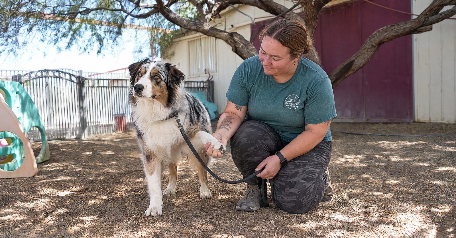 Christopher checks the paw of an Australian Shepherd during a post-hike foxtail check in a shaded Cave Creek yard