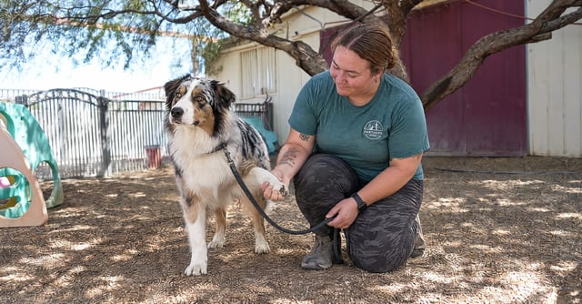 Christopher checks the paw of an Australian Shepherd during a post-hike foxtail check in a shaded Cave Creek yard