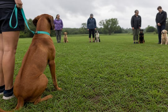 A Rhodesian Ridgeback sits in a loose heel at the edge of an outdoor group class.