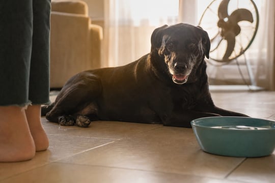 A relaxed Lab mix lies on cool tile in a sunlit apartment living room.