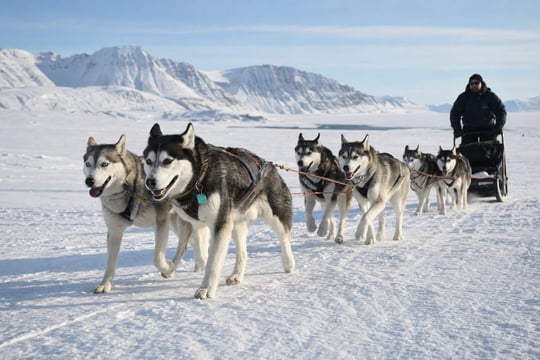 Team of adult Siberian Huskies in harness pulling a sled across snow, the original work harnesses were built for