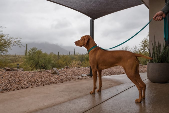 Vizsla standing on a leash under a shade sail, overlooking a Sonoran Desert landscape.