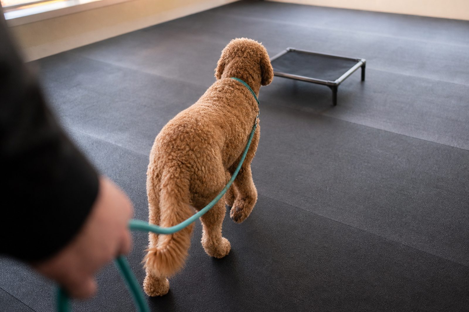 A Goldendoodle walks on a leash toward a cot in a quiet boarding room.