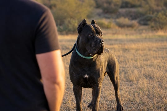 A Cane Corso stands in a sunlit field, its coat catching the late afternoon light.