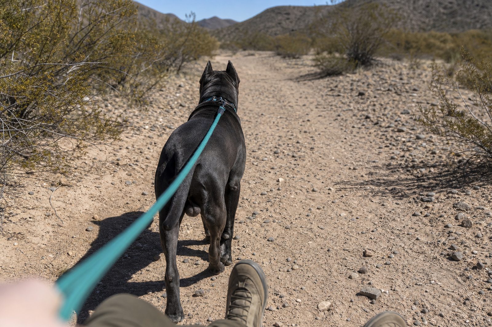 A Cane Corso walks ahead on a teal leash along a sunny desert wash trail.