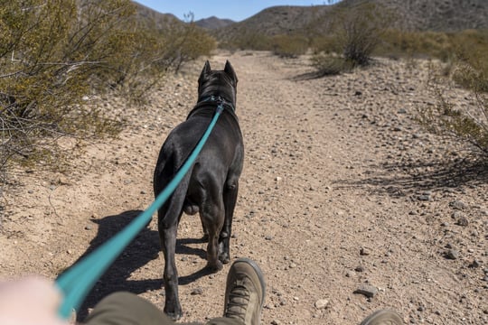 A Cane Corso walks ahead on a teal leash along a sunny desert wash trail.