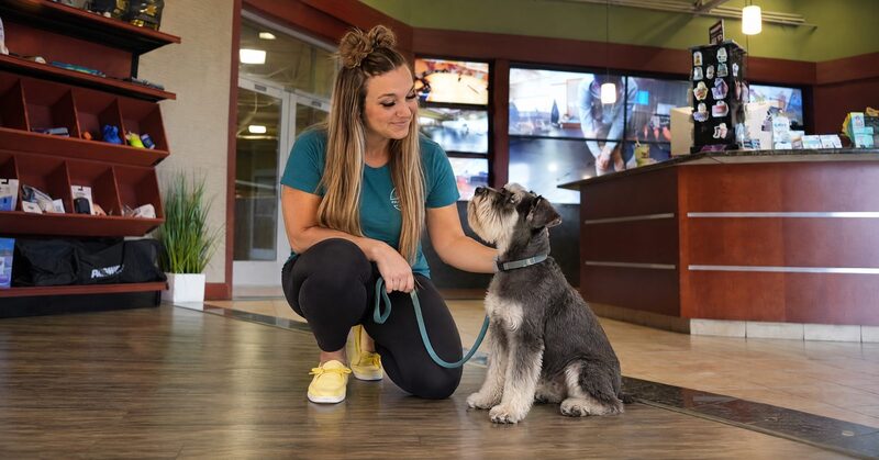 Lexi Head crouches to greet a Miniature Schnauzer in the lobby and retail area at Partners Dogs Scottsdale.