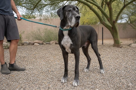 A calm Great Dane on a leash stands watchfully in a gravel yard near a palo verde tree.