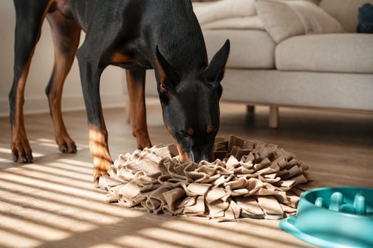 Doberman works a snuffle mat indoors on a too-hot-to-walk morning.
