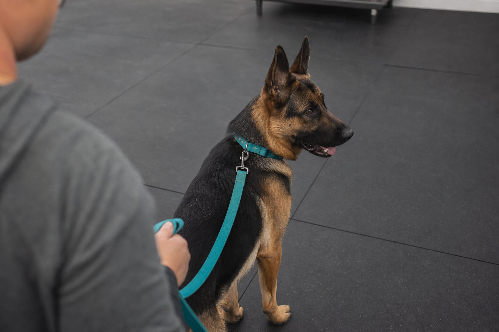 A handler stands beside a calm German Shepherd on a rubber training floor in late afternoon light.