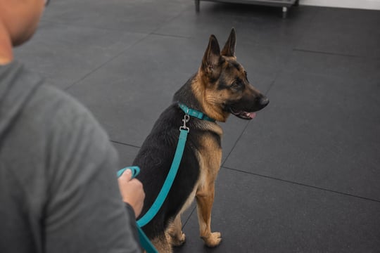 A handler stands beside a calm German Shepherd on a rubber training floor in late afternoon light.