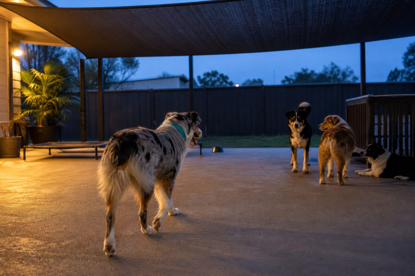 An Australian Shepherd trots toward a shaded patio at dusk during a daycare gathering.