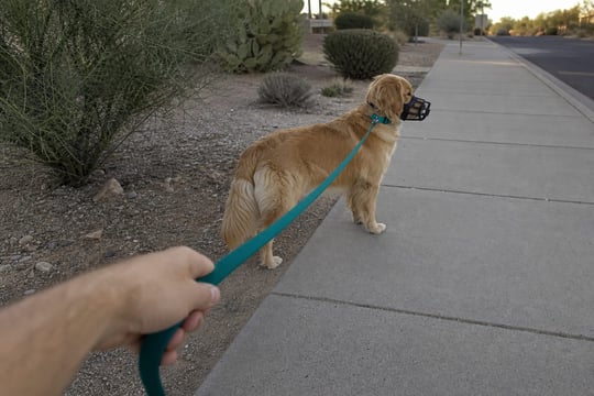 A Golden Retriever in a basket muzzle pauses on a sidewalk, watching something in the distance.