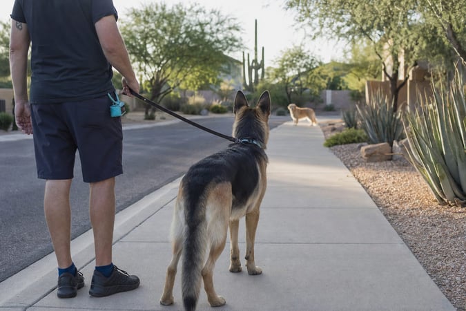 Pet Parent creating calm distance with a leash reactive German Shepherd Dog on a quiet sidewalk