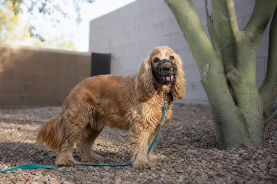 Relaxed Cocker Spaniel wearing a basket muzzle in a gravel yard at sunrise.