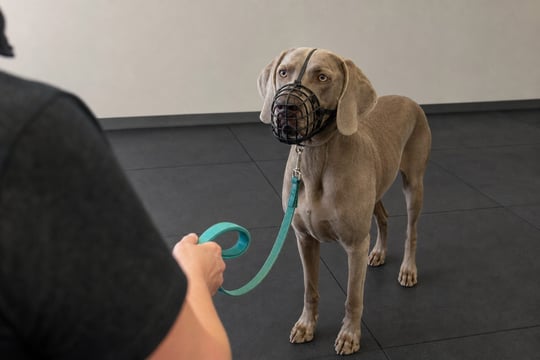 Weimaraner wearing a basket muzzle on a training floor with a handler.
