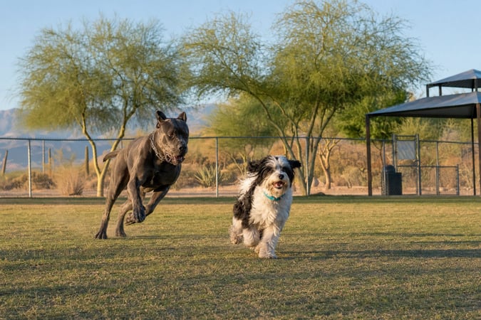 Cane corso and havanese running off-leash on grass at a Scottsdale dog park