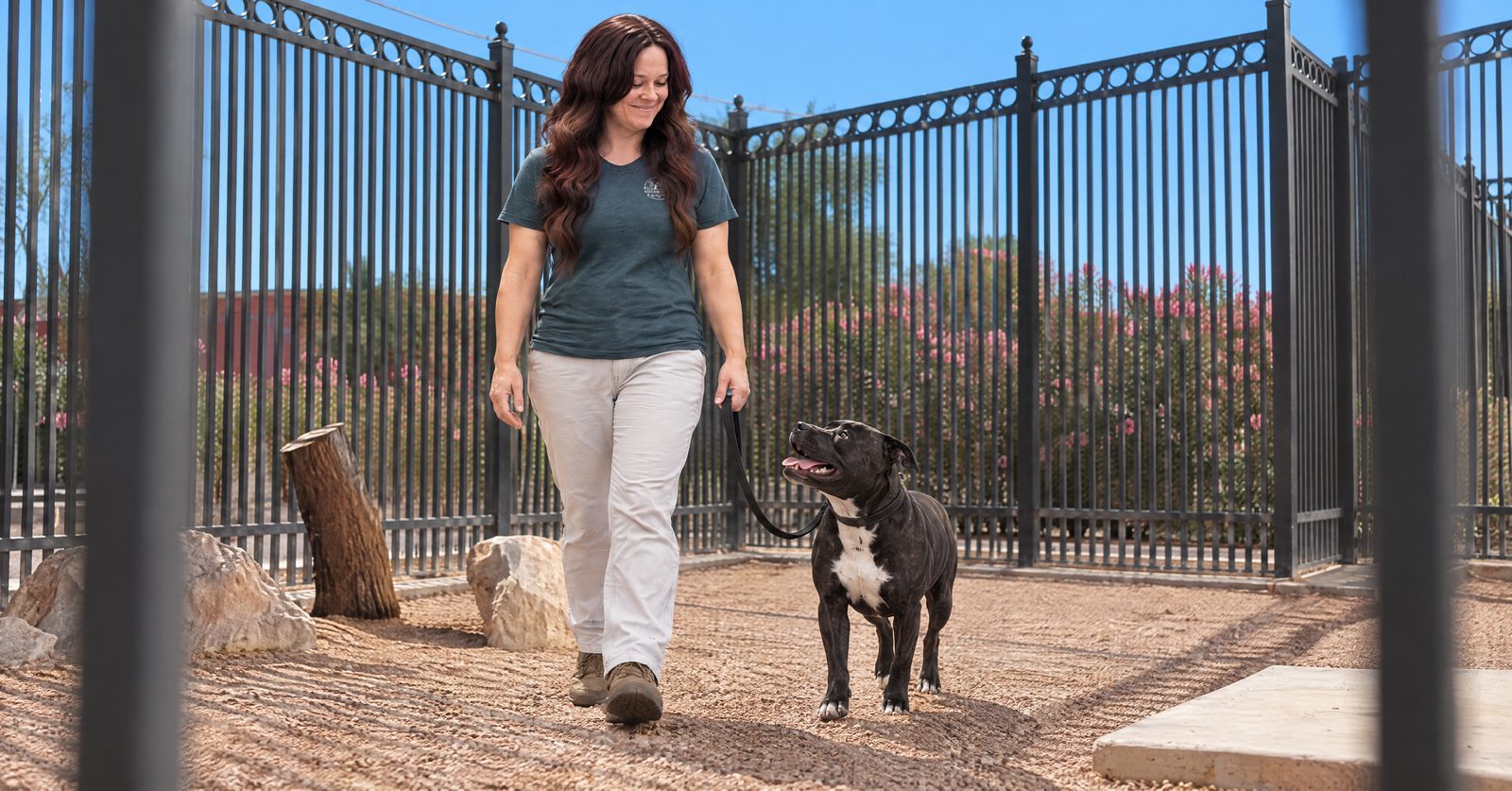 Margaret walks a leashed Staffordshire bull terrier at a safe distance from an oleander hedge in Scottsdale