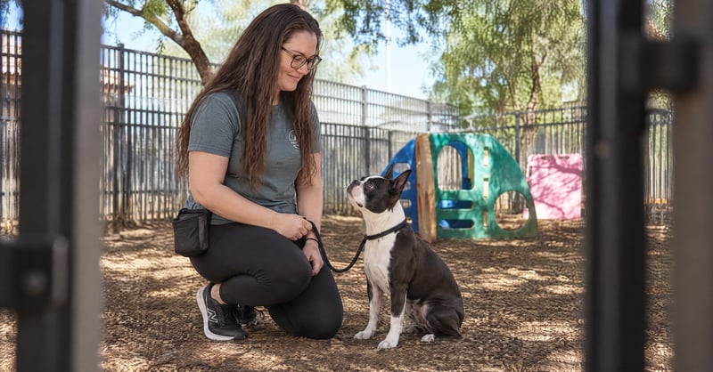 Megan Fiedler conducting a behavioral assessment with a Boston Terrier at Cave Creek