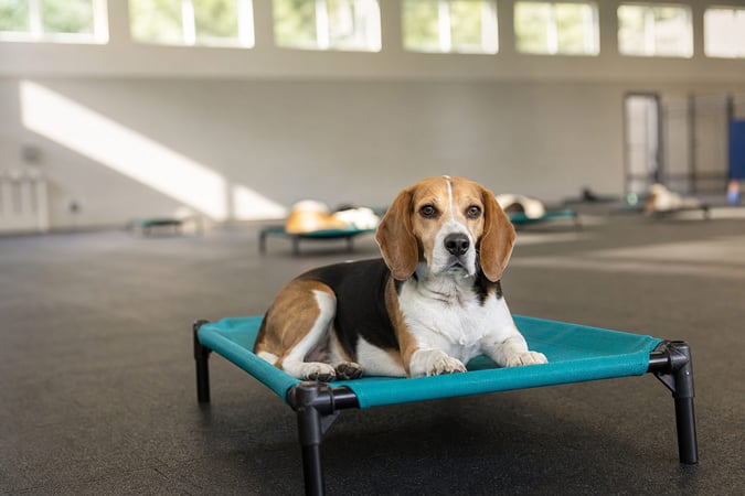 Beagle resting calmly on a raised cot in a sunlit training hall