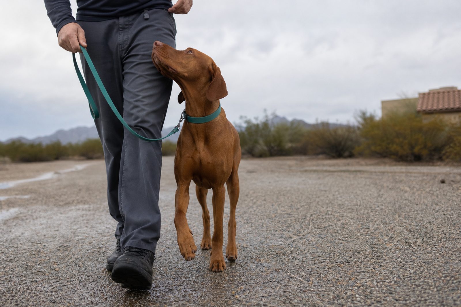 A Vizsla heels beside a handler across a field under soft overcast monsoon light.