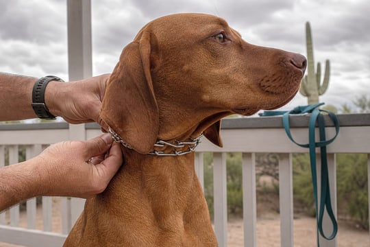 Hands checking a two-finger gap under a prong collar on a Vizsla's neck on a porch.