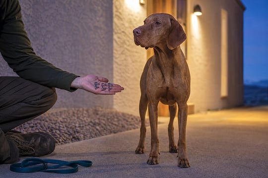 A Vizsla waits on a driveway as a handler compares prong collar link materials at dusk.