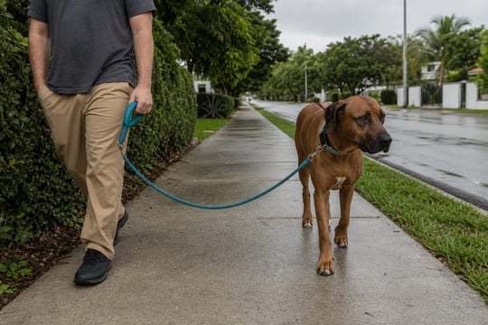 A Ridgeback walks calmly on a loose leash along a sidewalk under monsoon clouds.