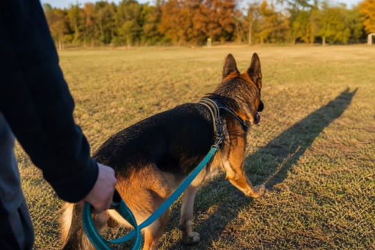 A German Shepherd walks on a harness and leash across a field at golden hour.