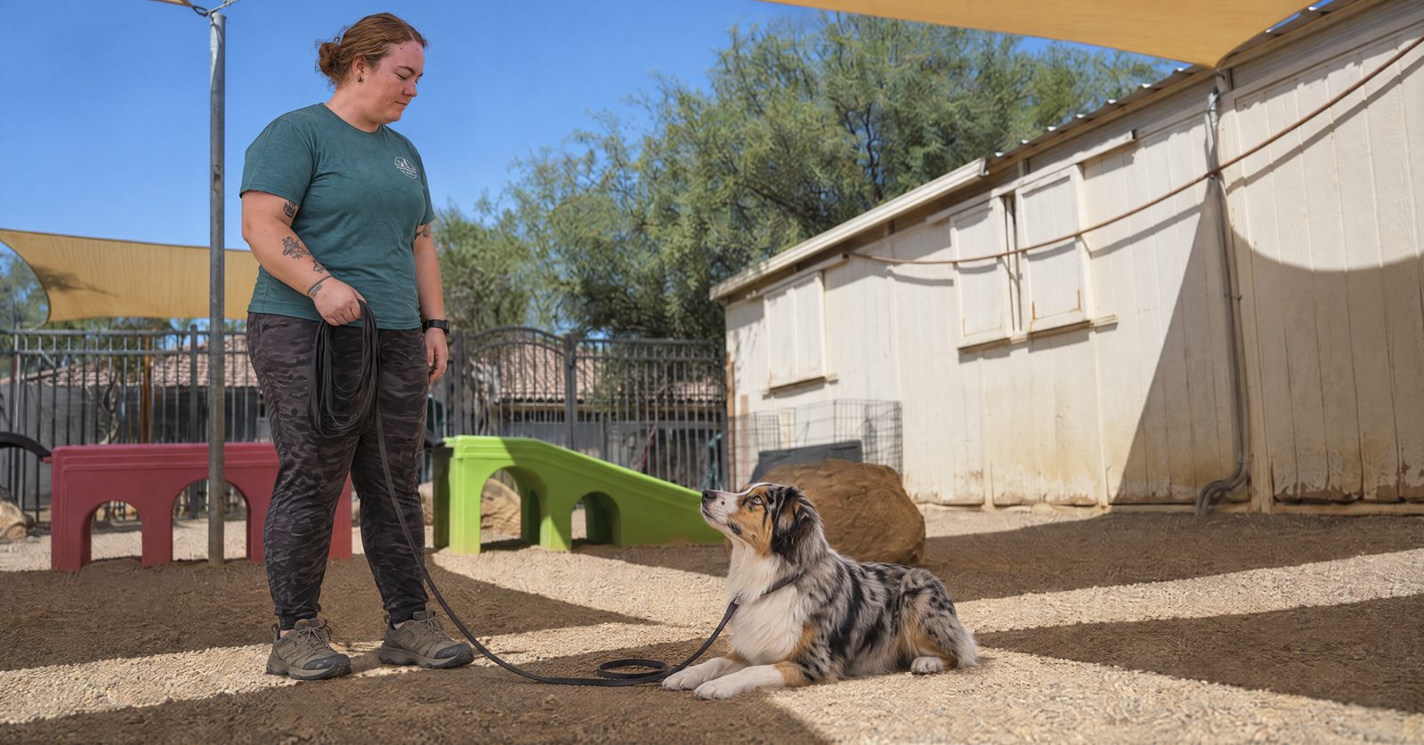 Kelsey guides an eight-month-old Australian Shepherd through adolescent proofing in Cave Creek