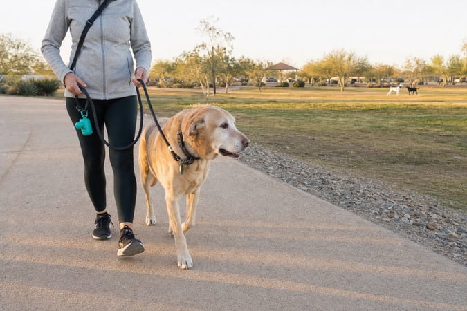 Pet Parent walking a young adult Labrador Retriever past a busy Scottsdale park at a distance