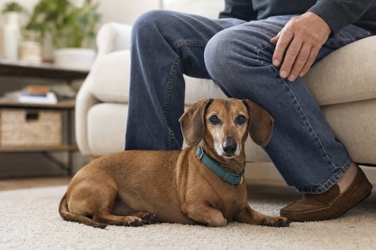 Mature adult dachshund resting at home in Scottsdale, the grown result of a first 16 weeks puppy training timeline