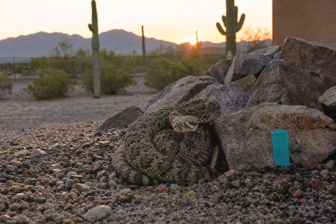 Western diamondback rattlesnake coiled by a rock pile in an Arizona backyard at dawn