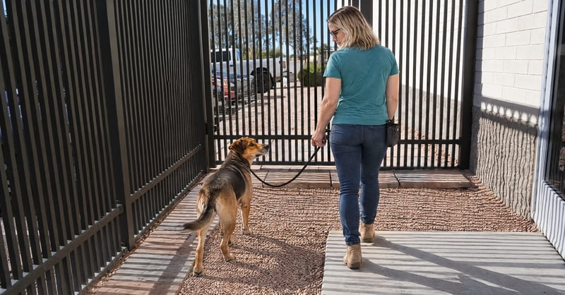 Nicole Colasacco running a rattlesnake avoidance session with a mixed breed dog at the Scottsdale campus