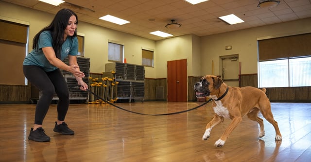 Alessandra practicing recall with an adult Boxer on a long line at Partners Dogs Scottsdale
