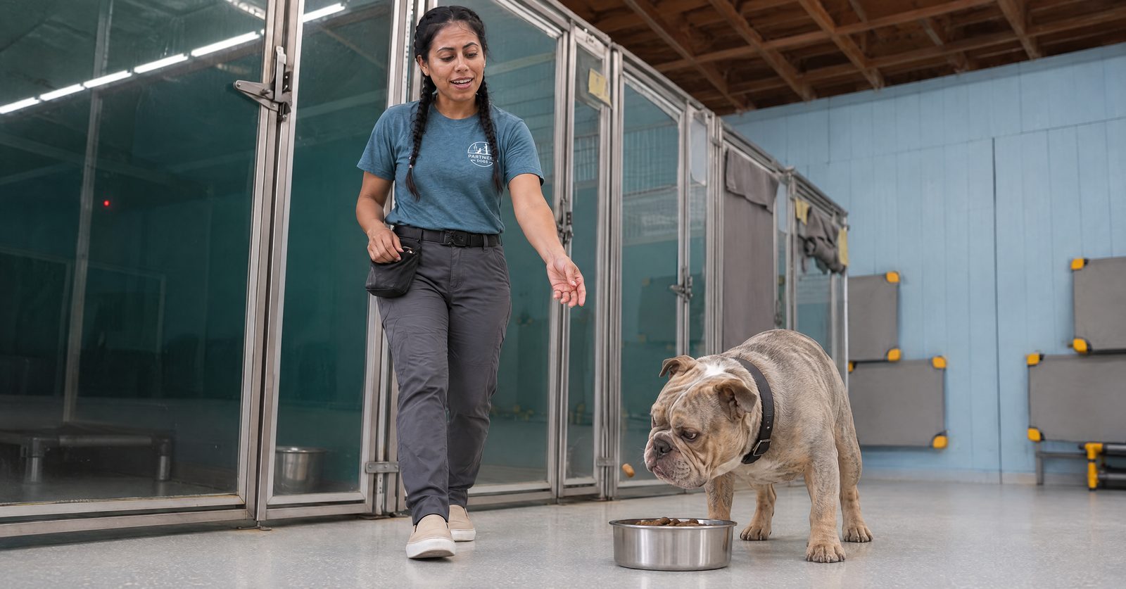 Trainer Lucero tossing a treat to an English Bulldog during resource guarding training in Cave Creek