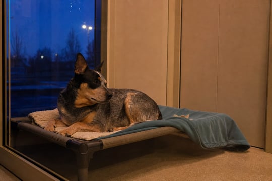 A calm dog rests on a raised cot in a quiet boarding suite at dusk.