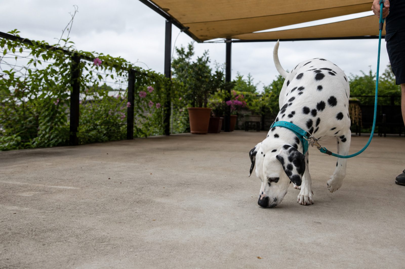Dalmatian on a leash sniffing the ground under a shaded patio.