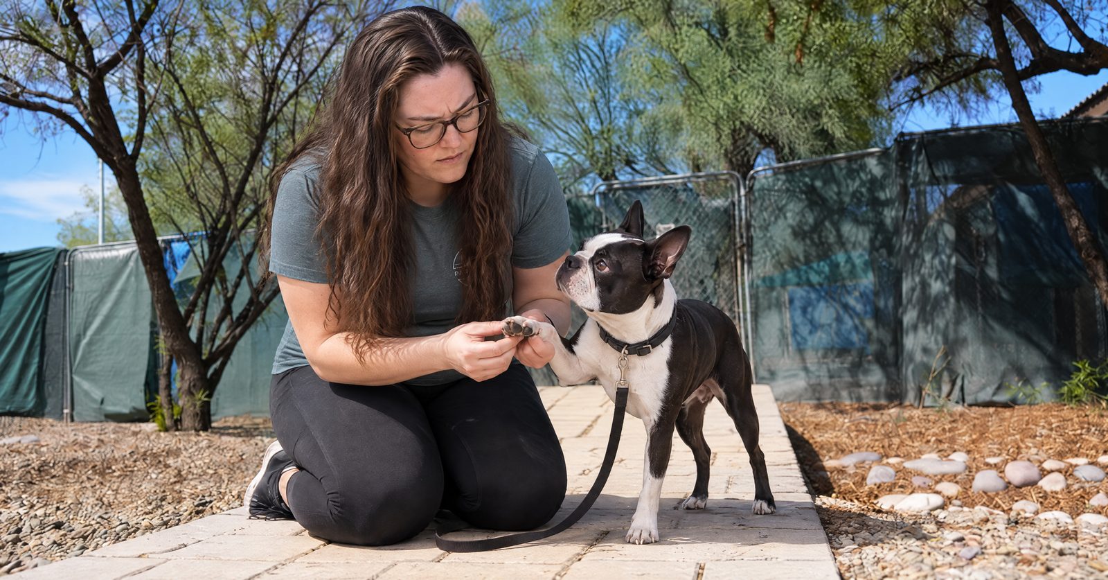 Noa checking the paw of a limping Boston terrier for scorpion sting symptoms at Cave Creek