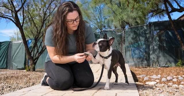 Noa checking the paw of a limping Boston terrier for scorpion sting symptoms at Cave Creek