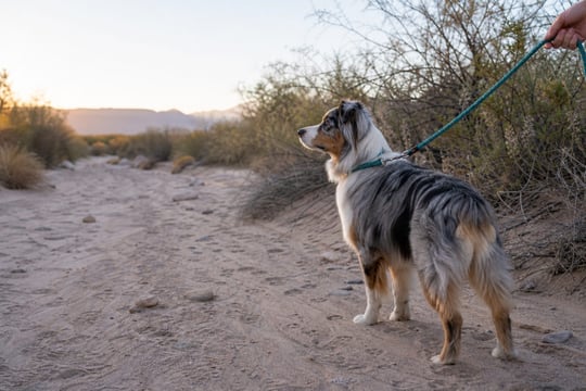 An Australian Shepherd pauses alert on a leash in a desert wash at sunrise.