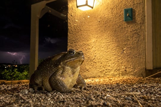 Sonoran Desert toad sitting near a Cave Creek backyard patio light at night