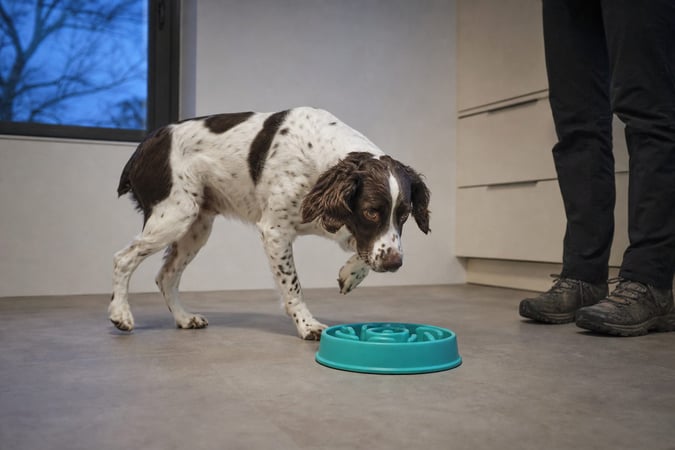 Springer Spaniel freezing over a slow feeder bowl showing early resource guarding
