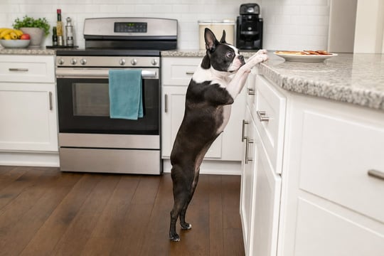 Adult Boston Terrier with front paws on a kitchen counter sniffing near a plate of food