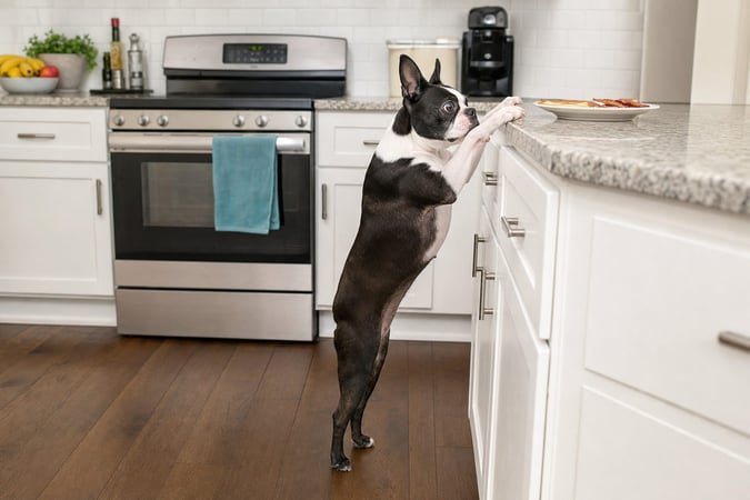 Adult Boston Terrier with front paws on a kitchen counter sniffing near a plate of food