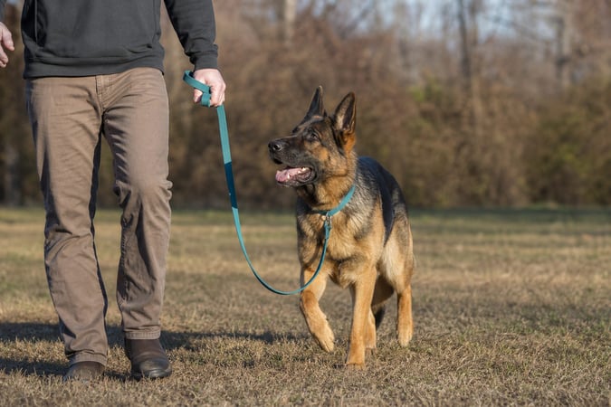 German Shepherd walking calmly on a loose teal leash beside a person outdoors.